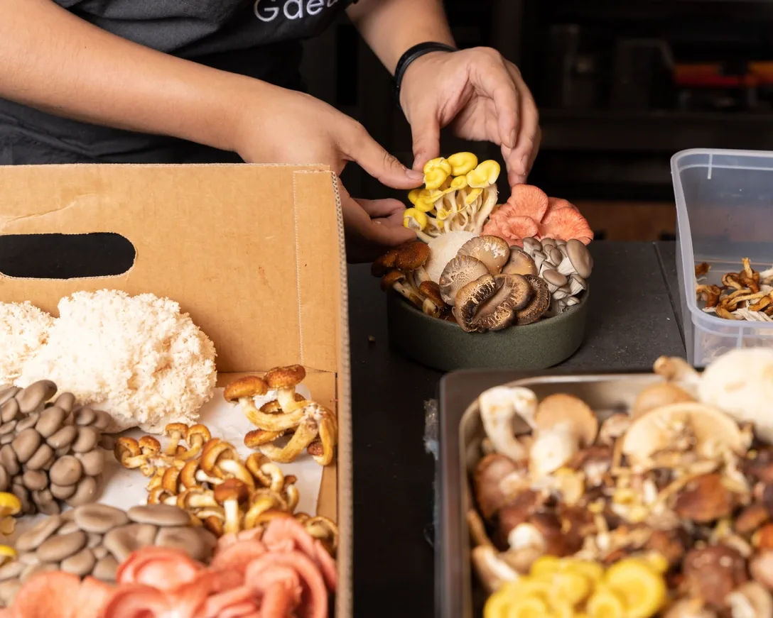 Hands arranging a bowl of mixed gourmet mushrooms beside boxes of fresh oyster and lion’s mane