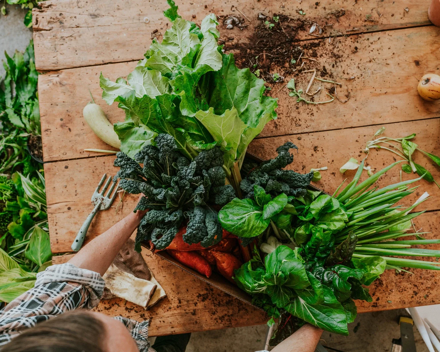 Overhead shot of fresh kale, chard, spring onions and sweet potatoes on a weathered timber table